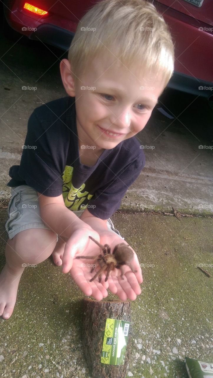 Boy holding tarantula. This is a photograph of a cute little boy  holding a tarantula.
