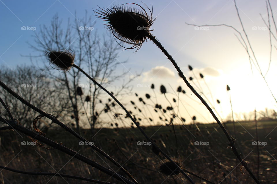 Teasels at sunset. Teasels at sunset in silhouette profile