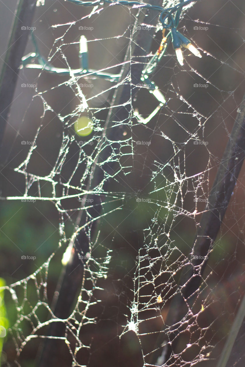 Web of Raindrops