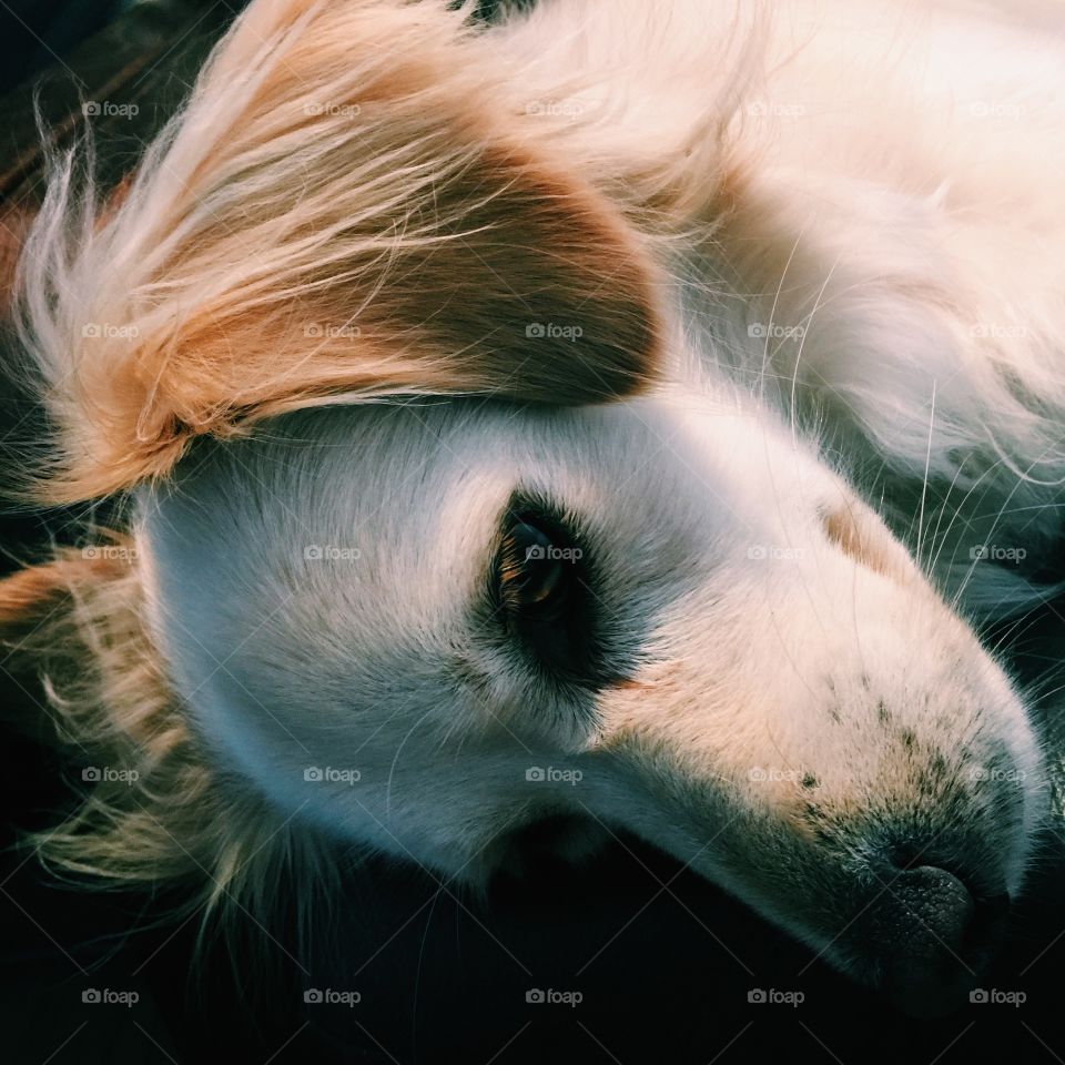 Dog Sleeping. Dog Sleeping