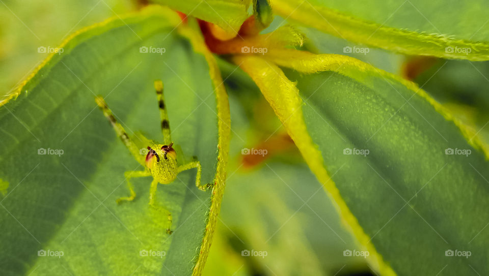 a stingray insect on a grass leaf