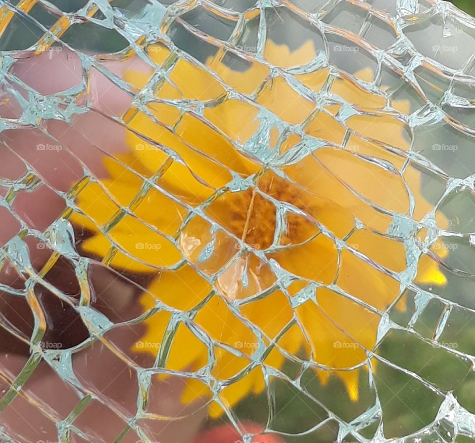 Flower through broken glass