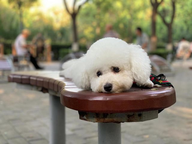 Pets thinking too much  🤔