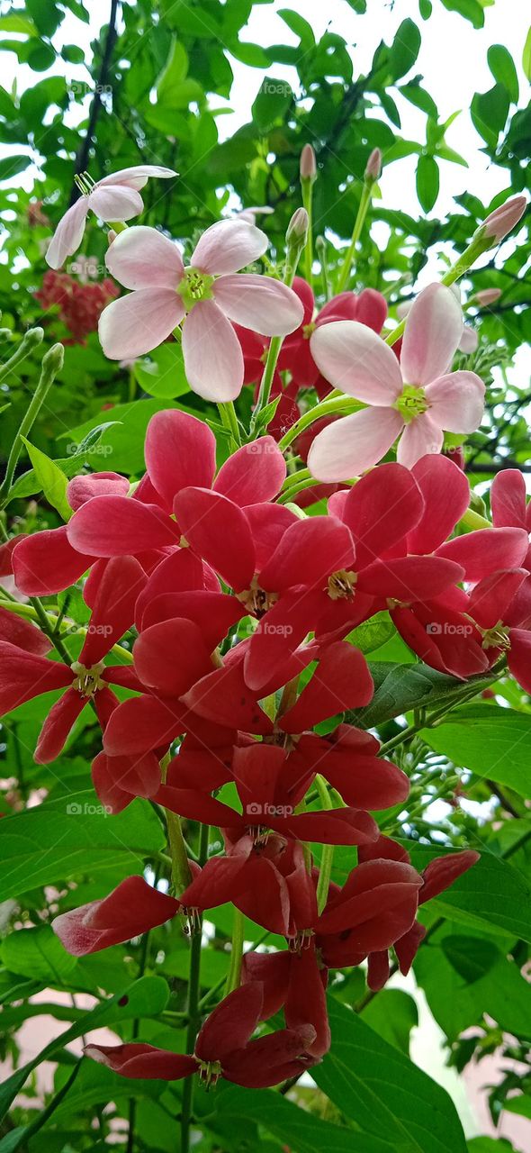 Combretum indicum, also known as the rangoon creeper, it is a  vine with red and pink flower clusters, native to tropical Asia, photo shoot at sun, 30 apr, 2023, 8:00 am .