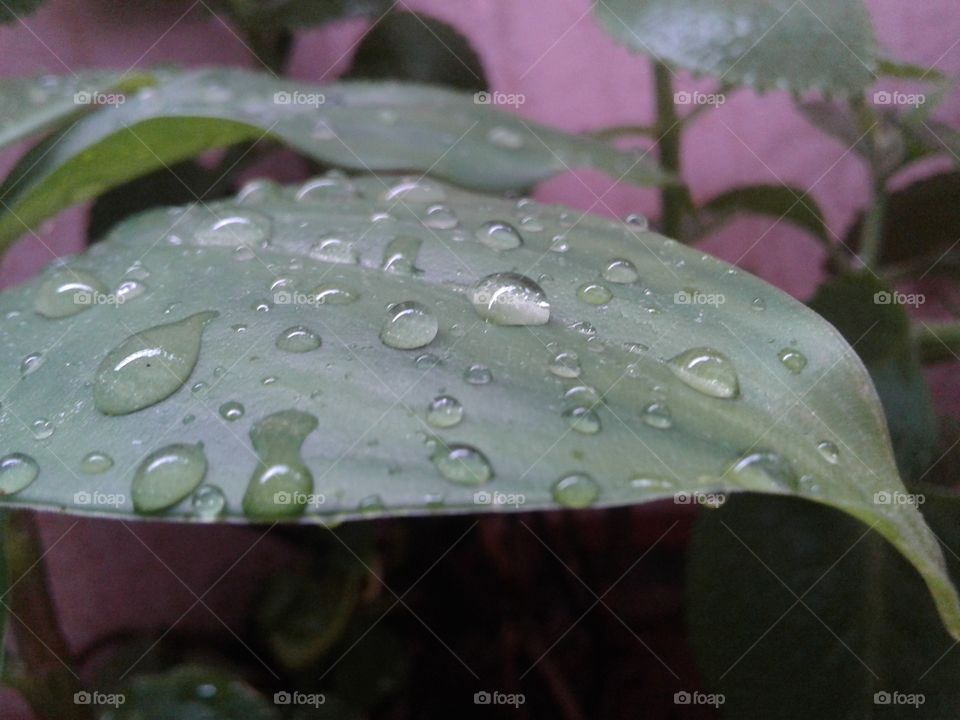 That leaf didnt absorb the water