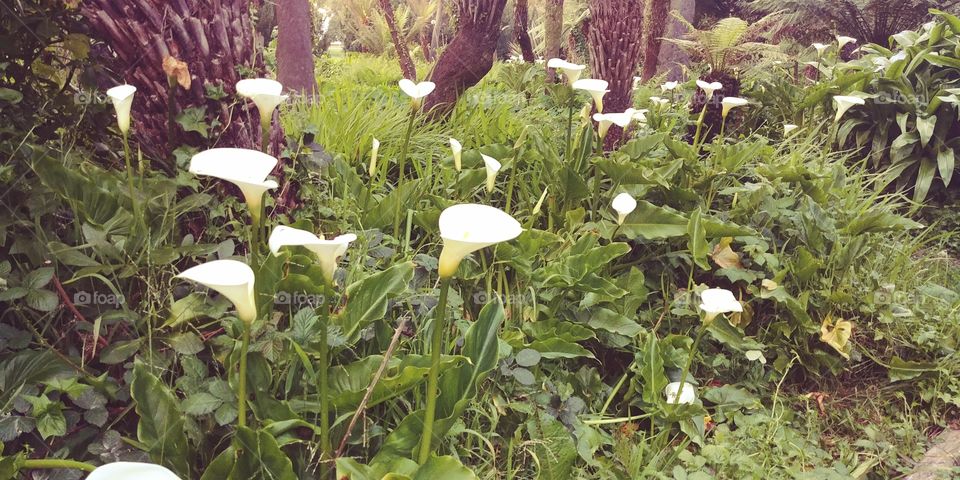 patch of calla lilies