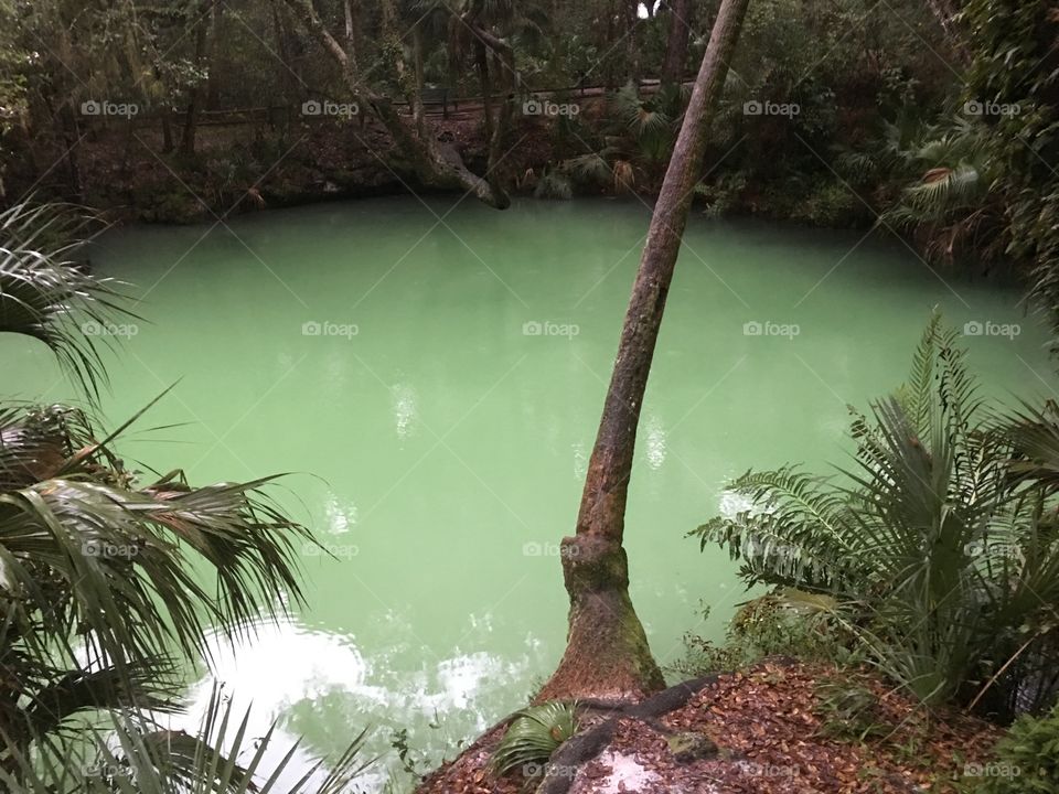 Tropical, Water, No Person, Tree, Exotic