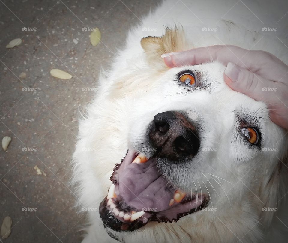 Happy Dog