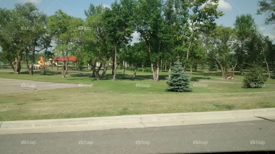 Grass, Tree, Landscape, Nature, Road