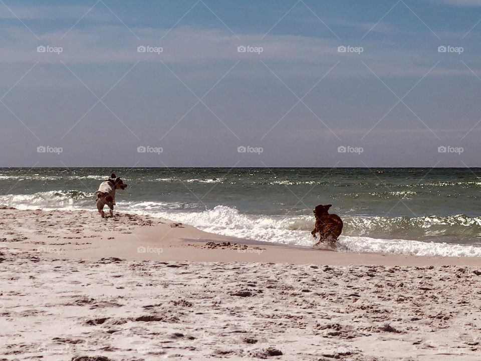 Canine friends bounding along sea shore 