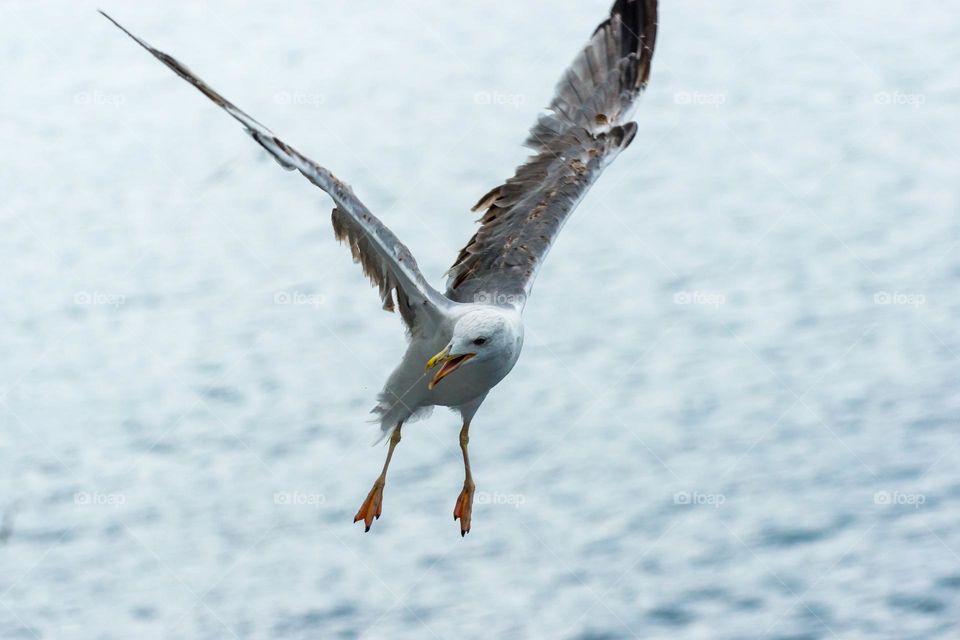 Close-up image of a yellow-legged seagull flying over the ocean.