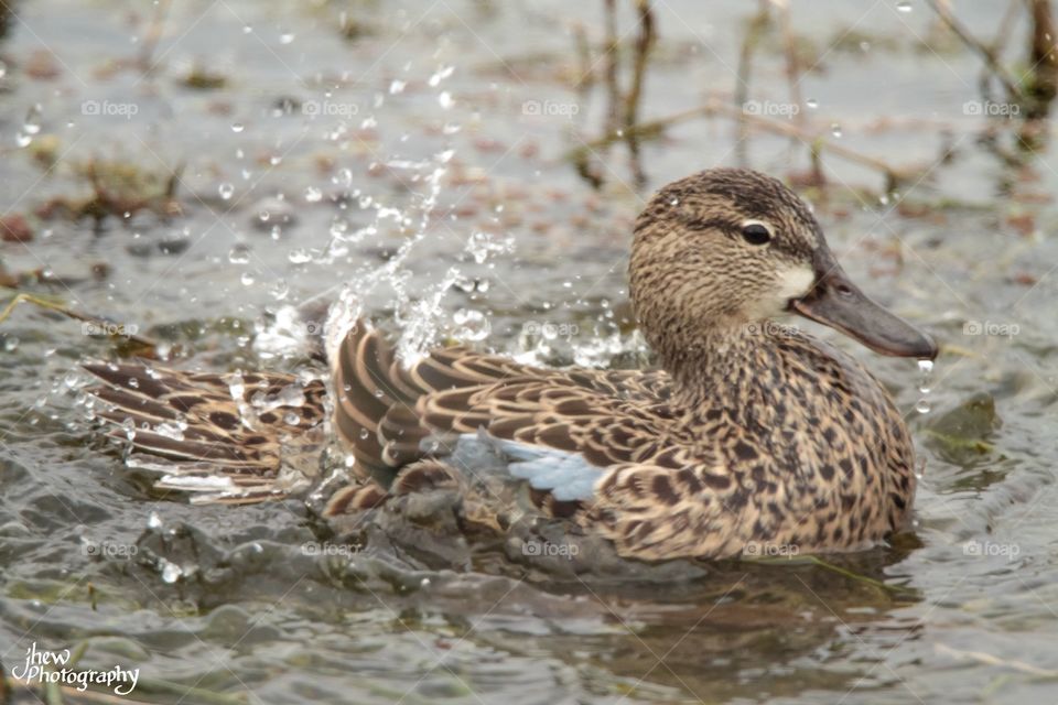 Blue-Winged Teal 
Splish splash I'm taking a bath!