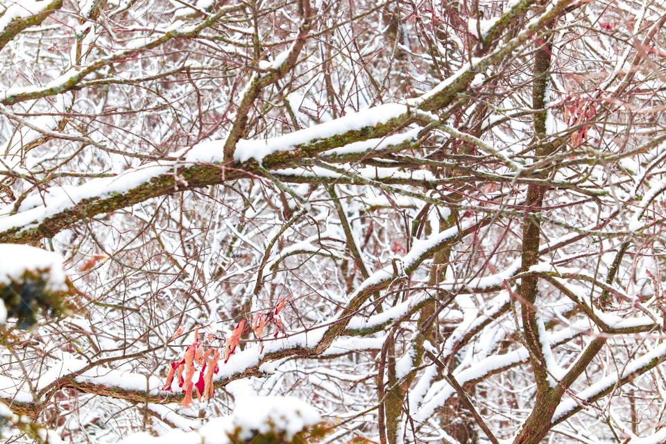 red leafs on snowy trees