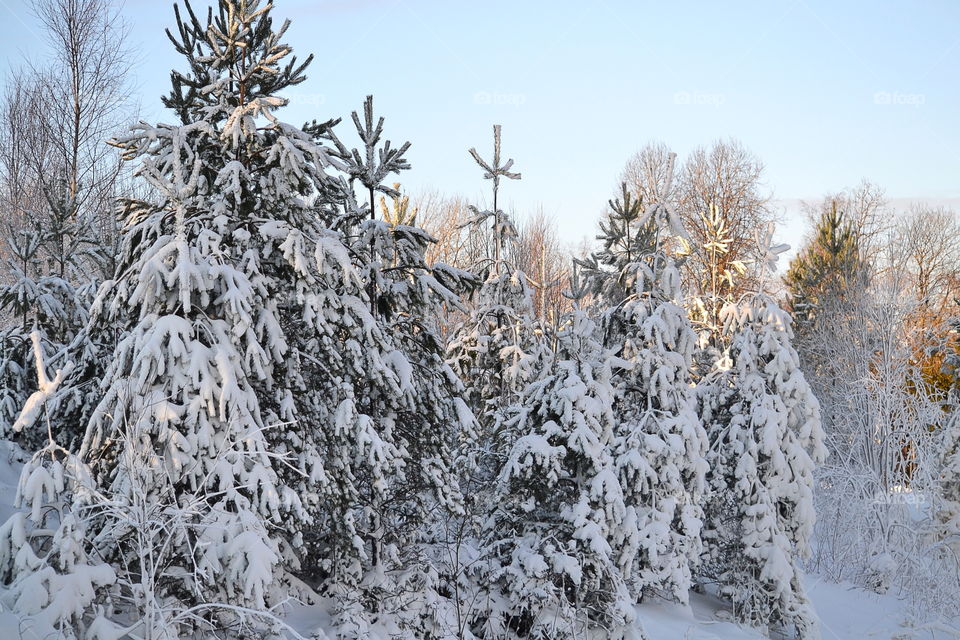 Winter landscape