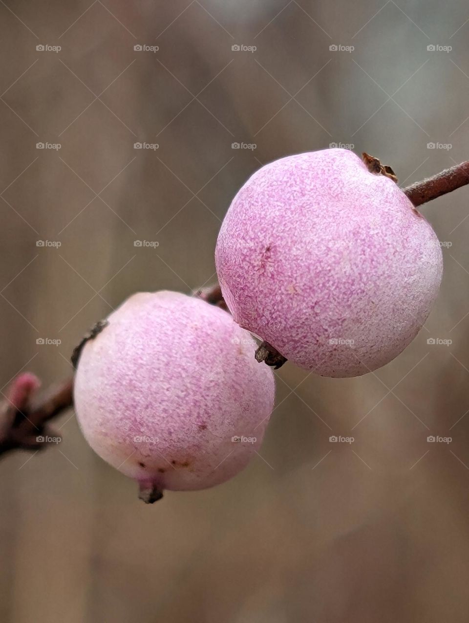 Pink snowberries