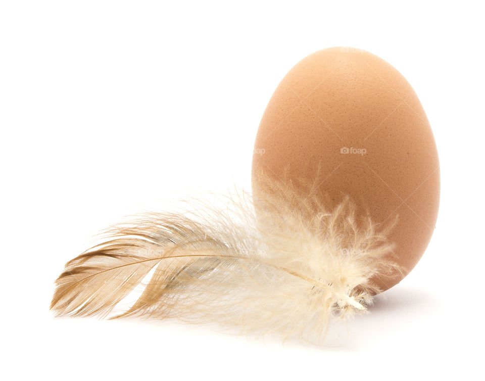 Brown Egg and Feather