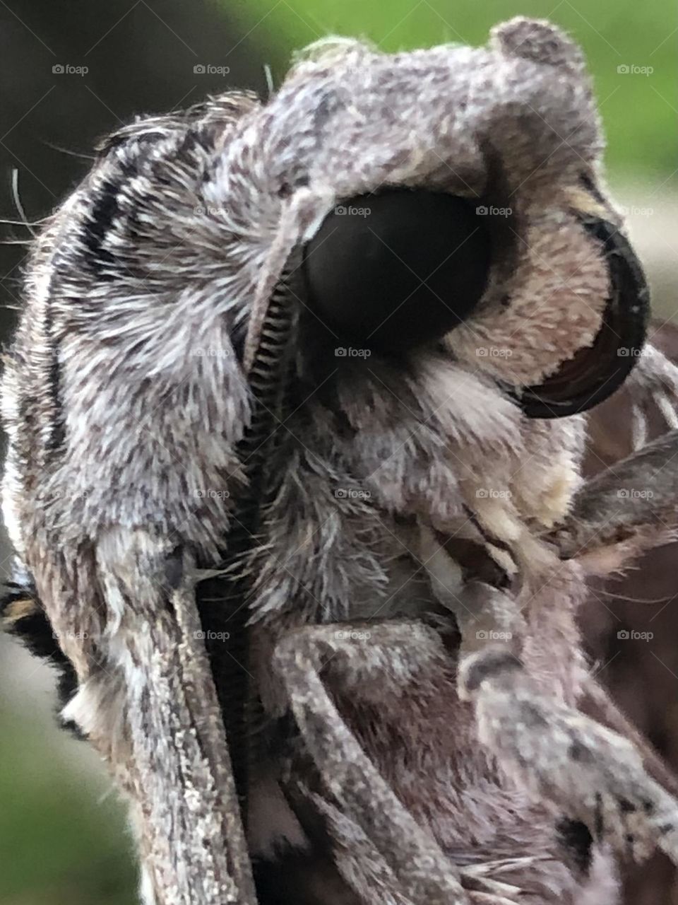 This large moth is amazing! His eyes are huge and he looks like he’s wearing fur!