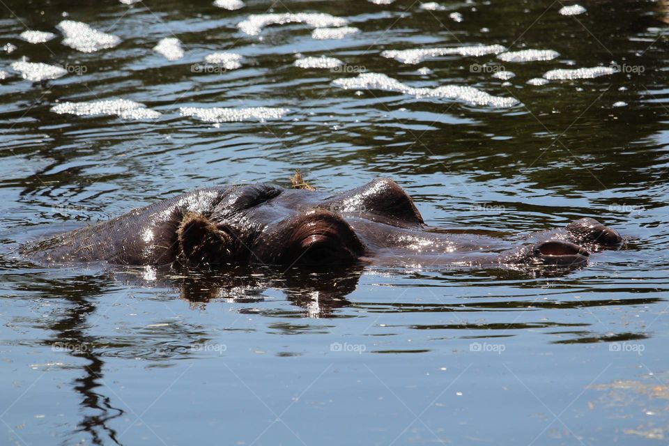 Hippo enjoying the water