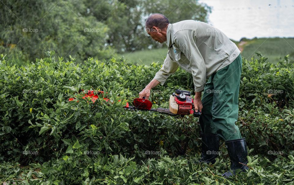 A gardener is cutting the plants .