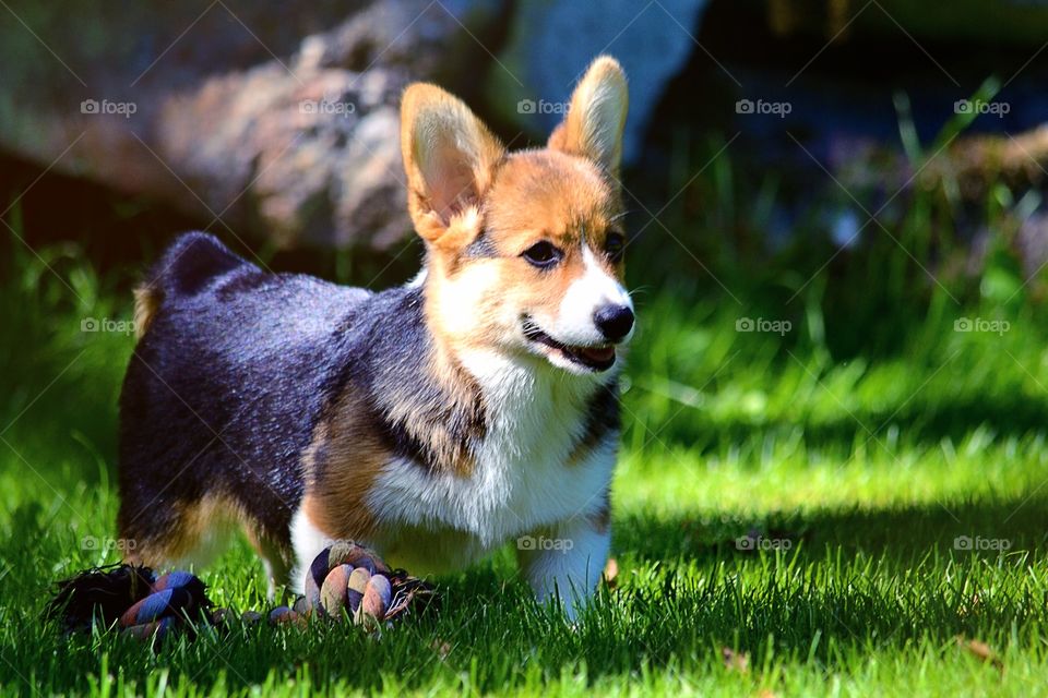 Happy puppy. Corgi puppy playing