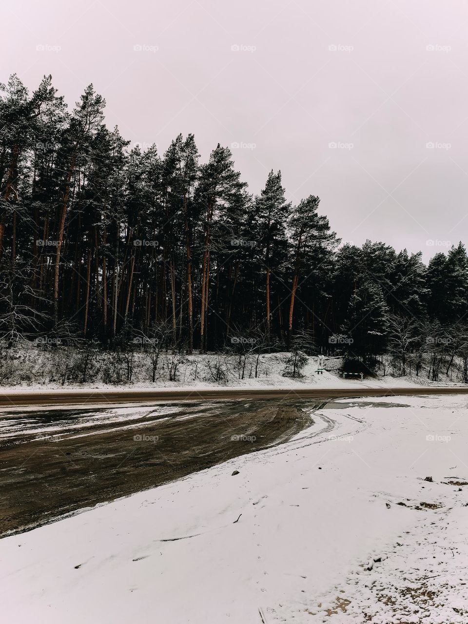 The road near the pine tree forest, covered with snow in winter. Village landscape, car trip