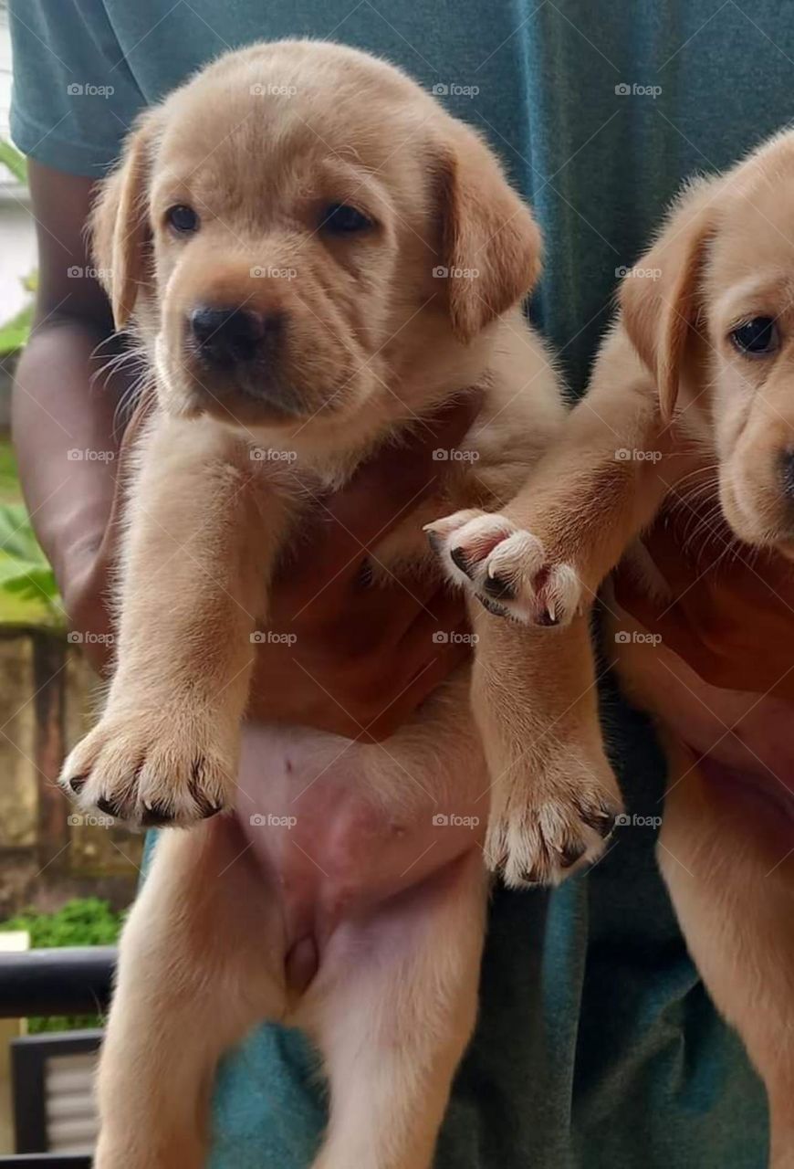I met two cute puppies