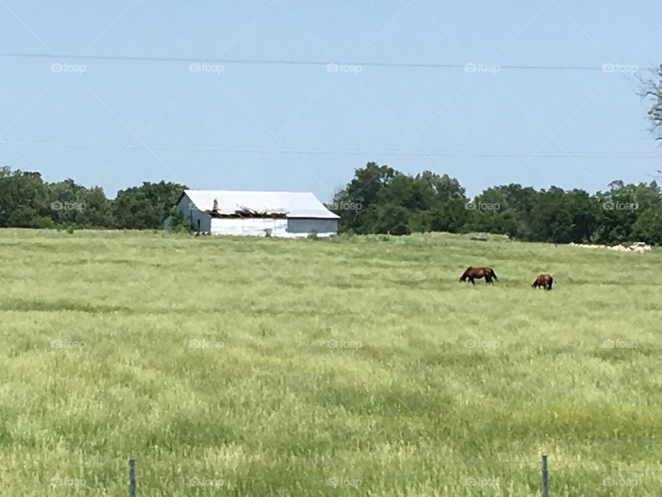 Same field different horses in their green grassy field just enjoying the weather.