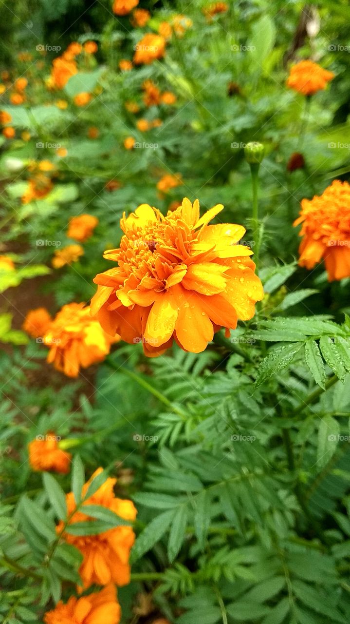 flowers basil