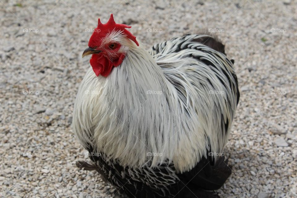 Black and white fluffy chicken
