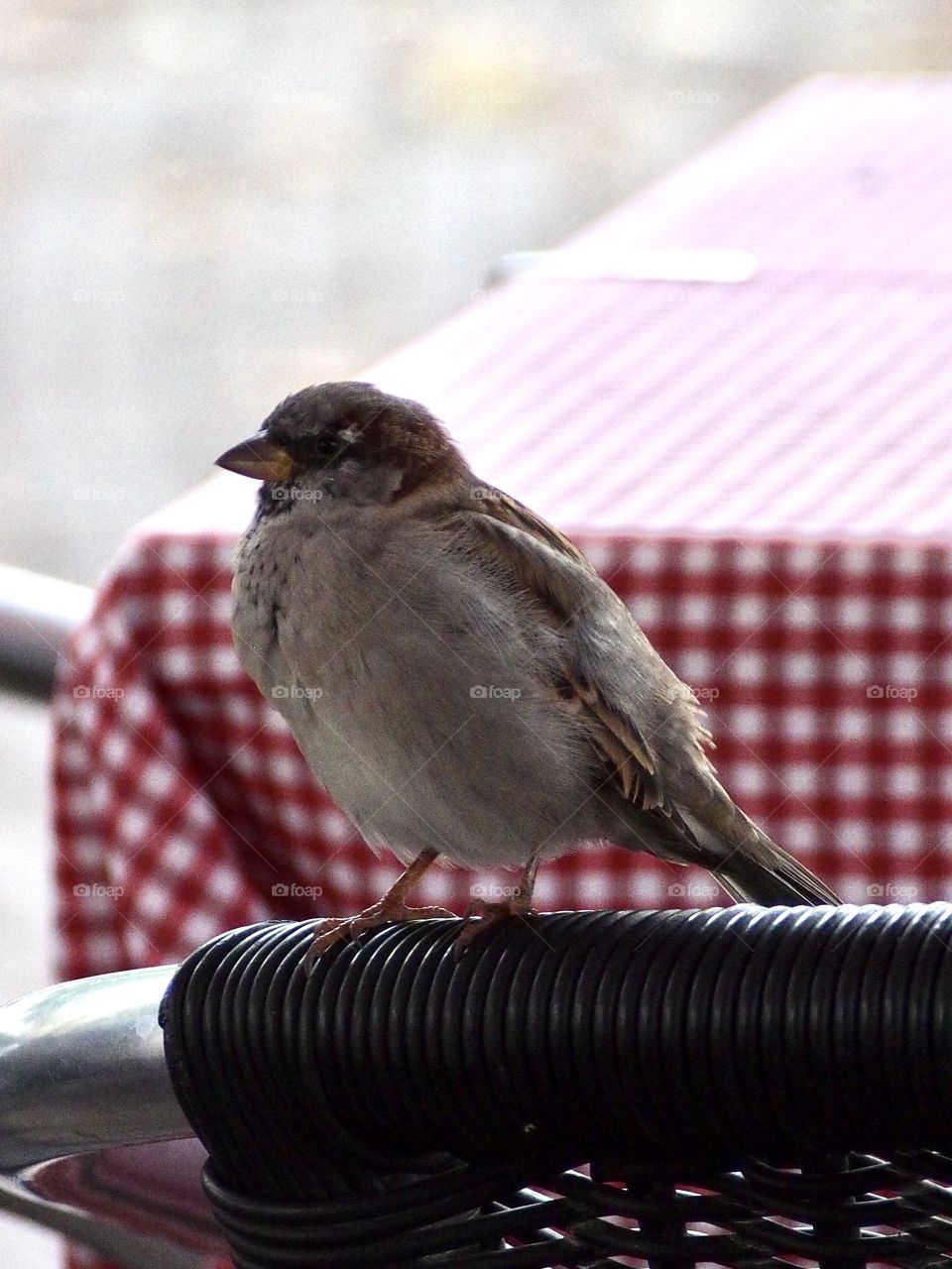 what do you have in the menu?