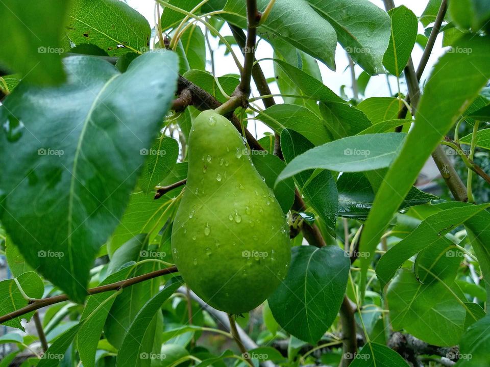 rain drops on the pear🍐