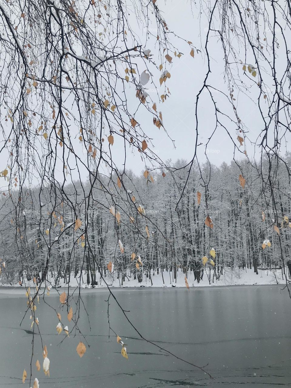 Beautiful winter forest by the river
