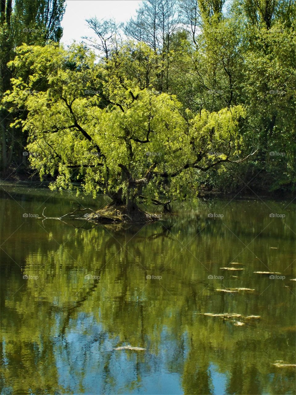 Mesmerising willow's island 