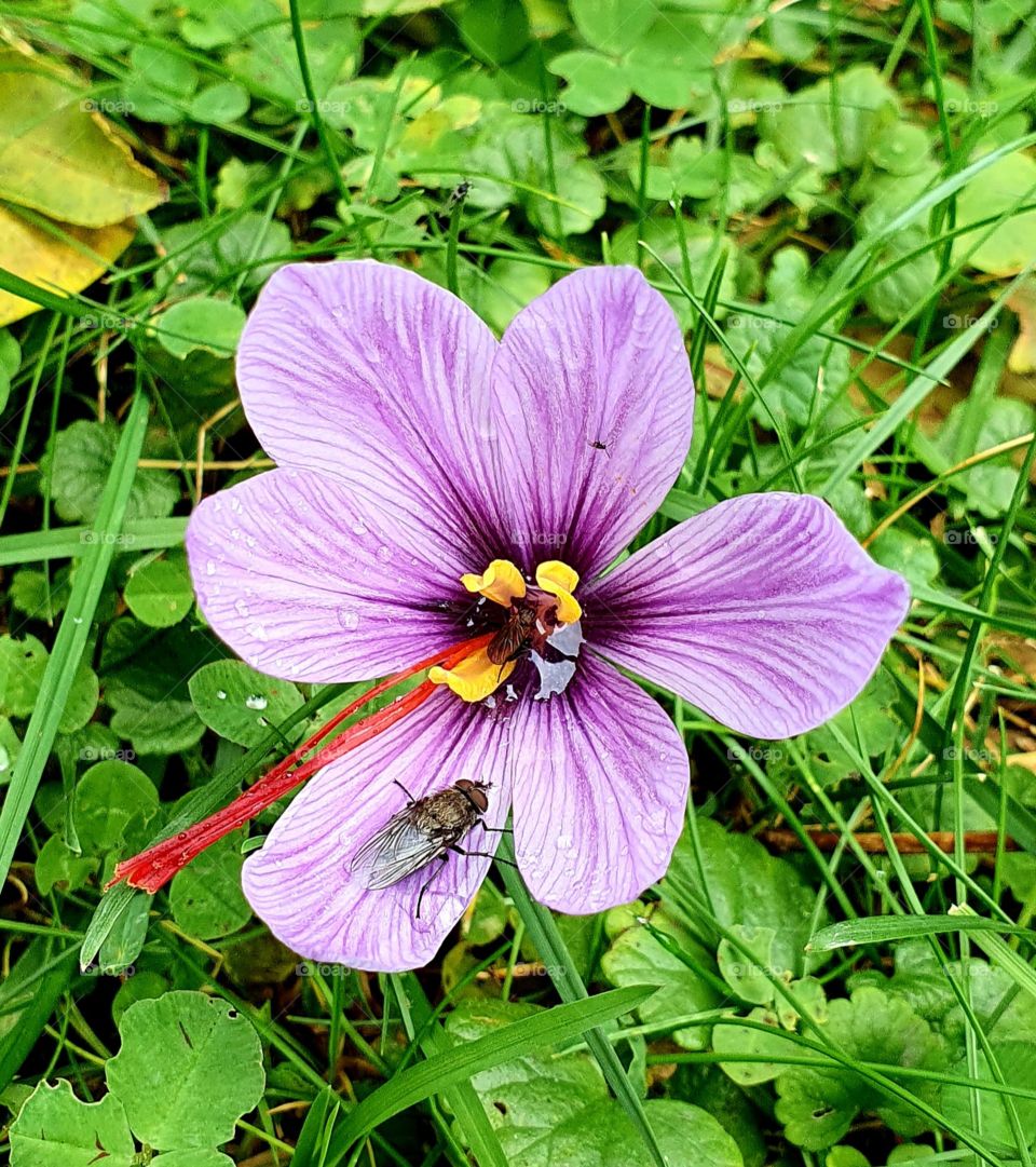 Autumn flower