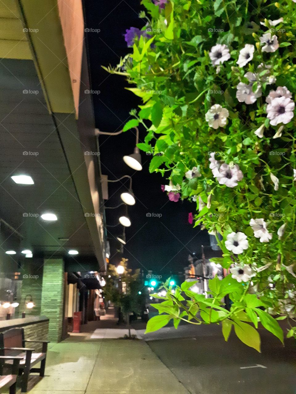 Flowers at night