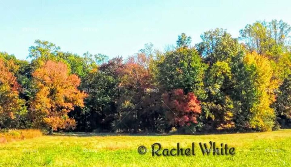 Many colors of nature in the fall