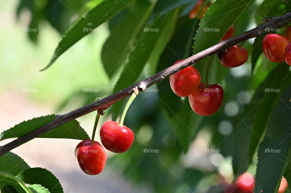 Fresh Cherries