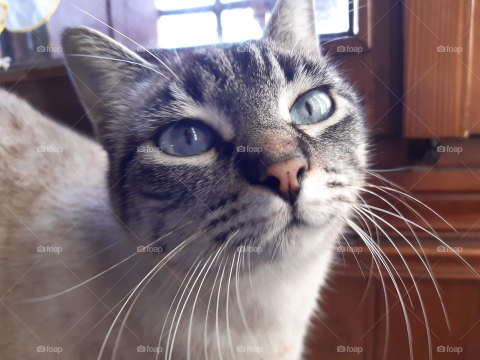 My cat is looking me with her blue eyes