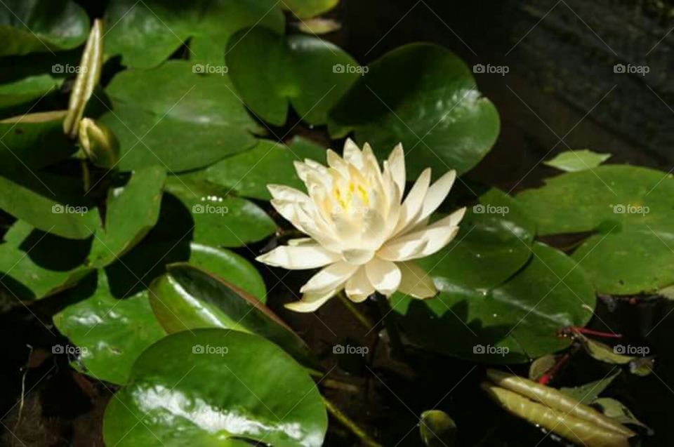 lil pad flower pond