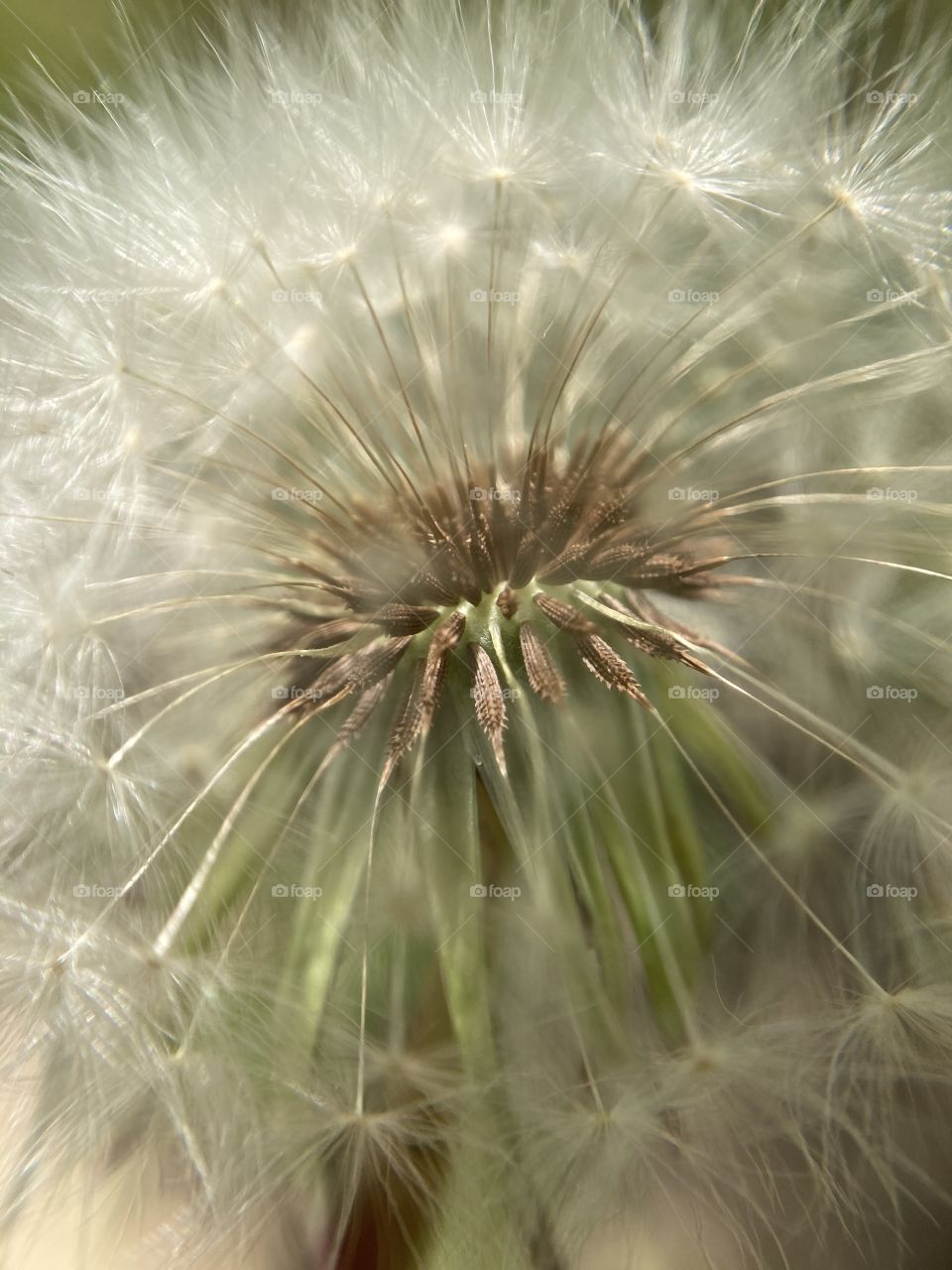dandelion