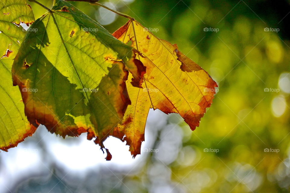 Close-up of autumn leaf