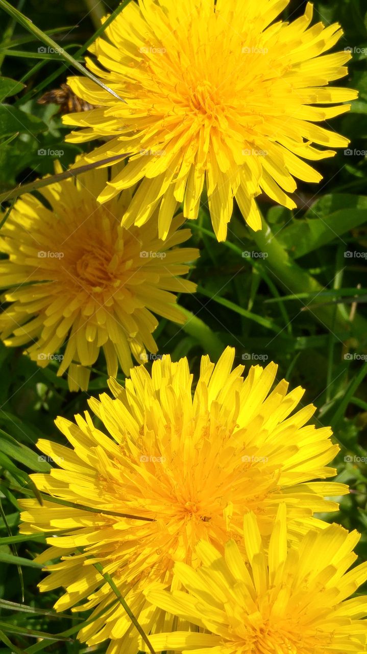 Close-up of a yellow dandelion