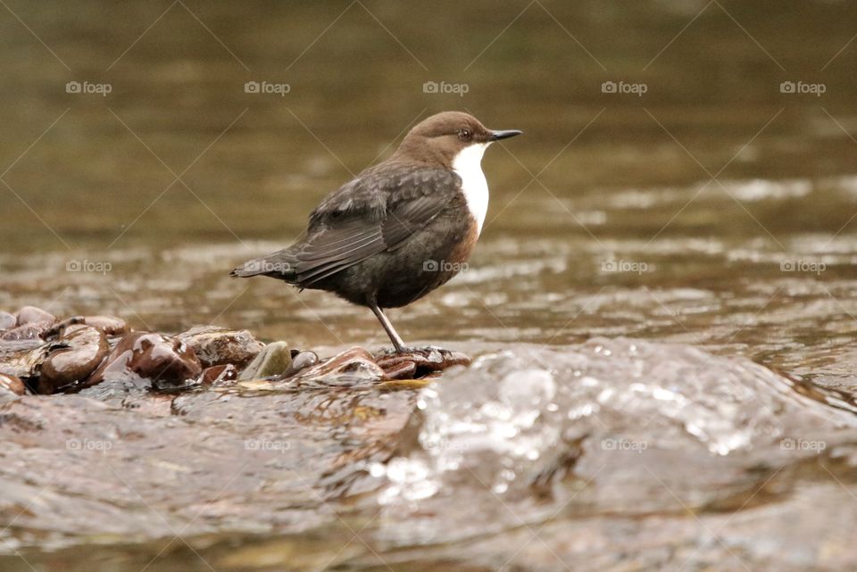 Dipper