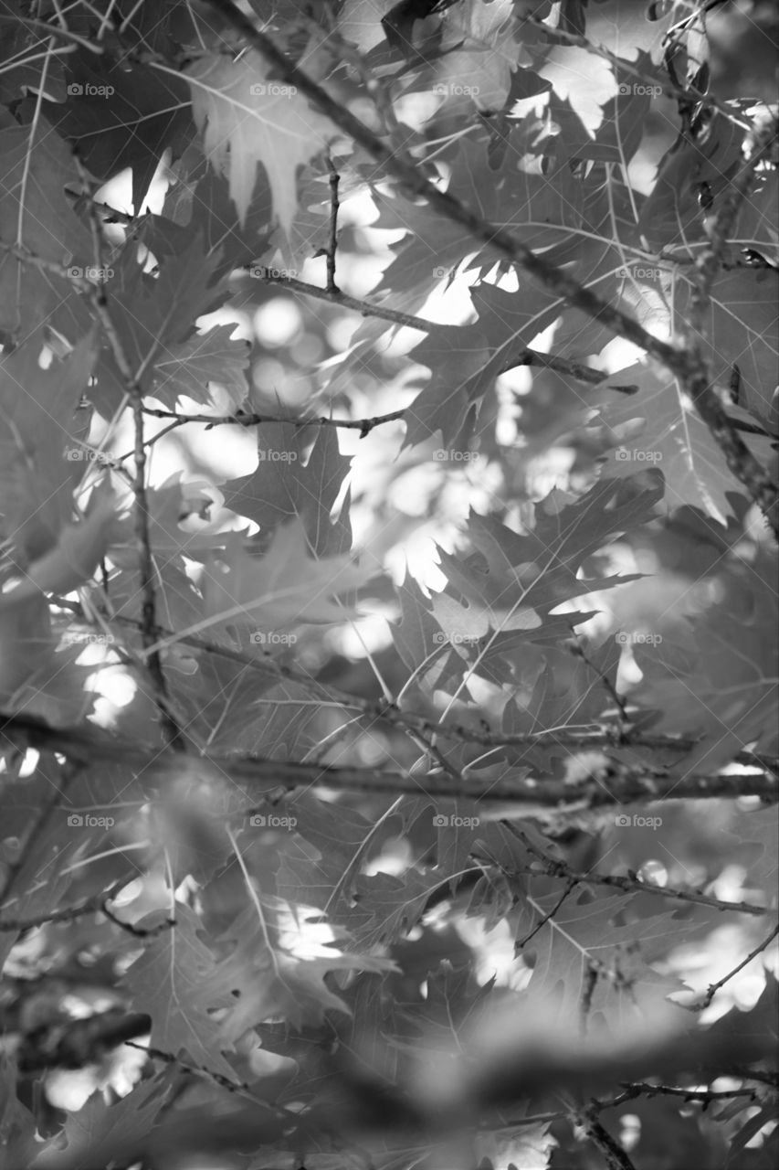foliage black and white