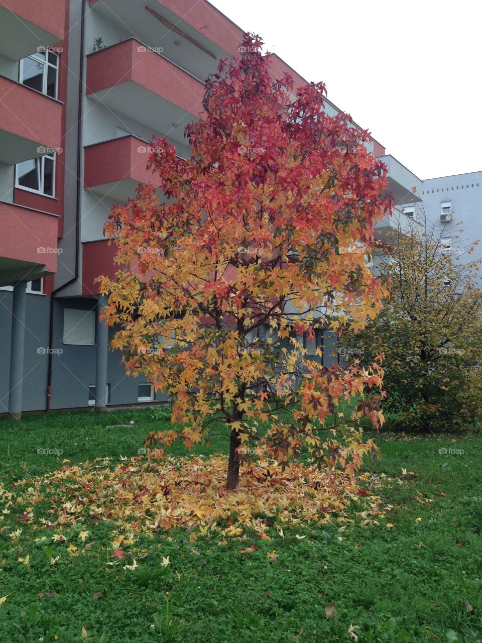 Beautiful Autumn Tree