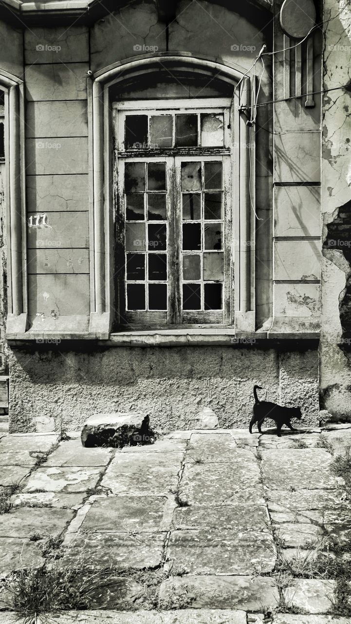 The black cat in front of the old house