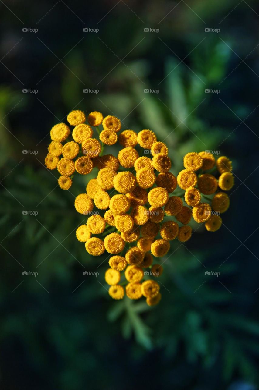 beautiful grass with orange flowers