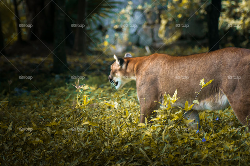 Cats in the jungle