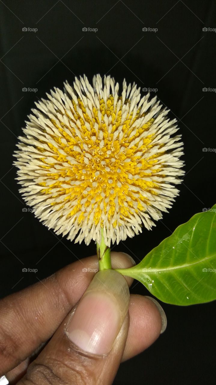 Round flower and single leaf look nicely