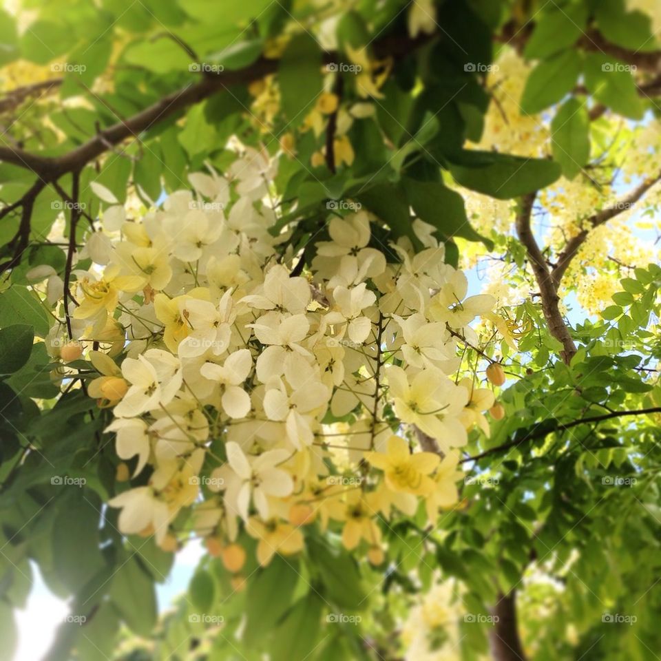 The Beautiful Flowers in Hawaii